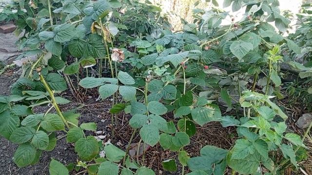 А у меня потихоньку делаются дела