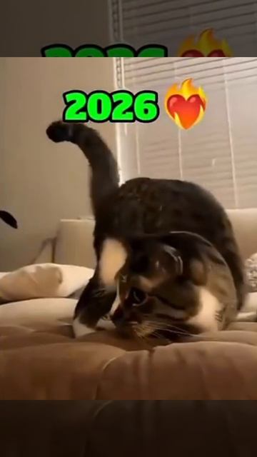 котики
