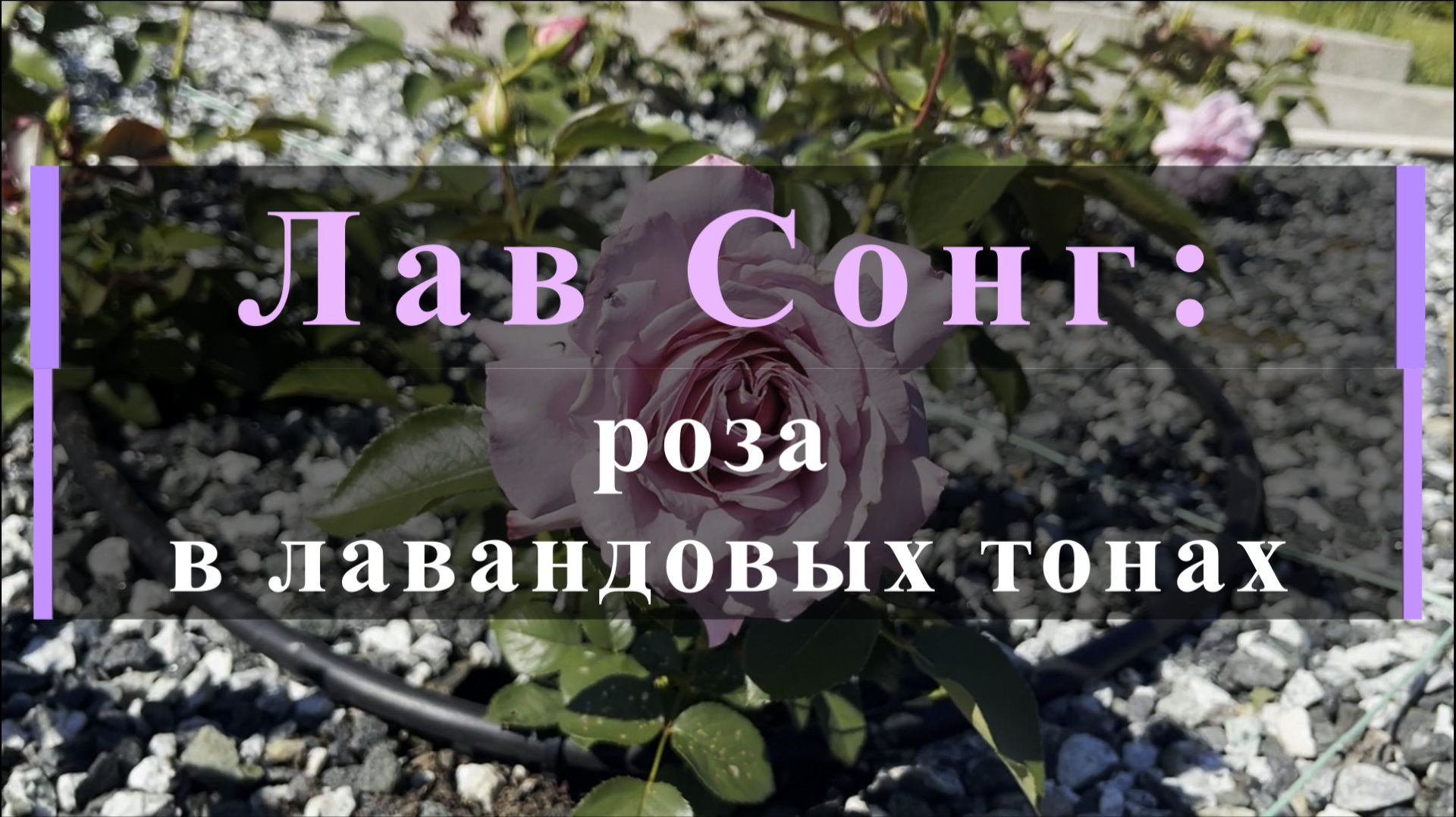 Лав Сонг — роза в лавандовых тонах