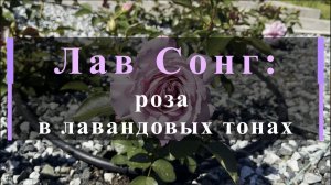 Лав Сонг — роза в лавандовых тонах
