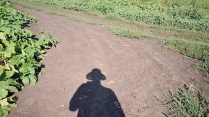 Идём к корове с внучкой