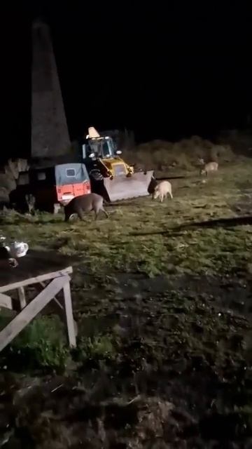 Дикие кабаны пришли к реставраторам башен в Ингешетии