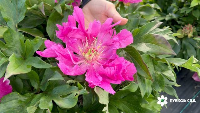 Gordon E Simonson Peony. Гордон Е Симонсон пион. Пулков сад (2026 г.)