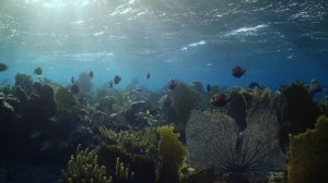 Подводный мир Карибского моря