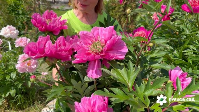 Belle Toulousaine peony. Белль Тулузен пион. Пулков сад 2026 г.
