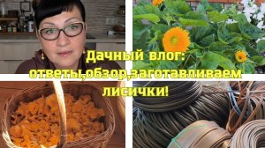 Дачный влог: ответы, обзор, заготовка лисичек!🥰🤗