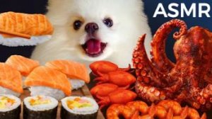 АСМР Мукбанг: померанский шпиц, ест суши, морепродукты