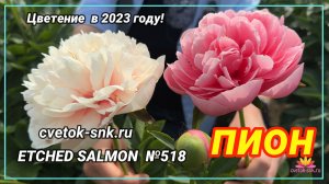 ПИОН «DON RICHARDSON»/Сад Ворошиловой