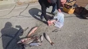 Наловили сазанов на спининг Пожарили и сделали хэшник по корейски