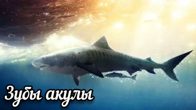 Зубы акулы