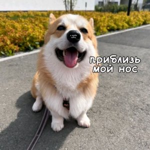день купи пёсика