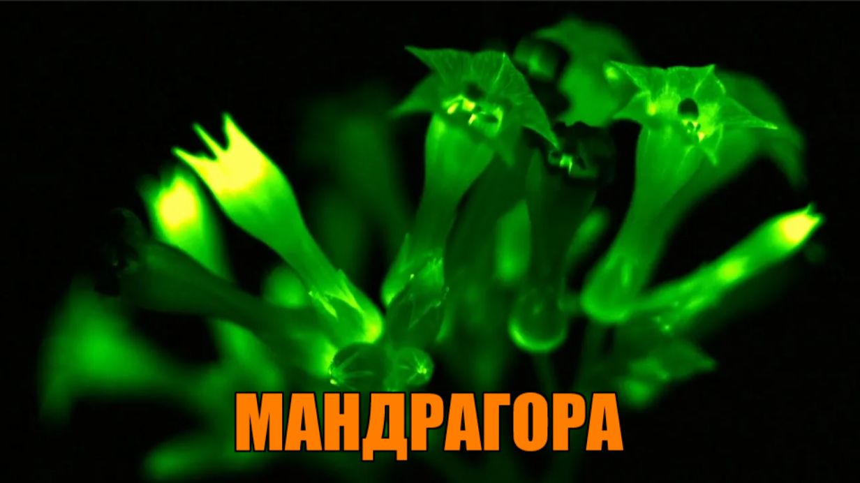 РИТУАЛ, ОТ ПОРЧИ СДЕЛАННУЮ НА ПОТЕРЮ ЗДОРОВЬЯ.