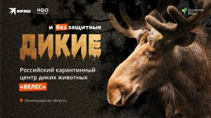 Спасают медведей, львов и лесных зверей