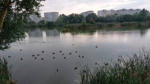 Утки в озере / Городская природа