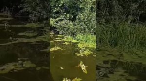 Захват береговой полосы реки Усманка, село Орлово Новоусманский район Воронежская область