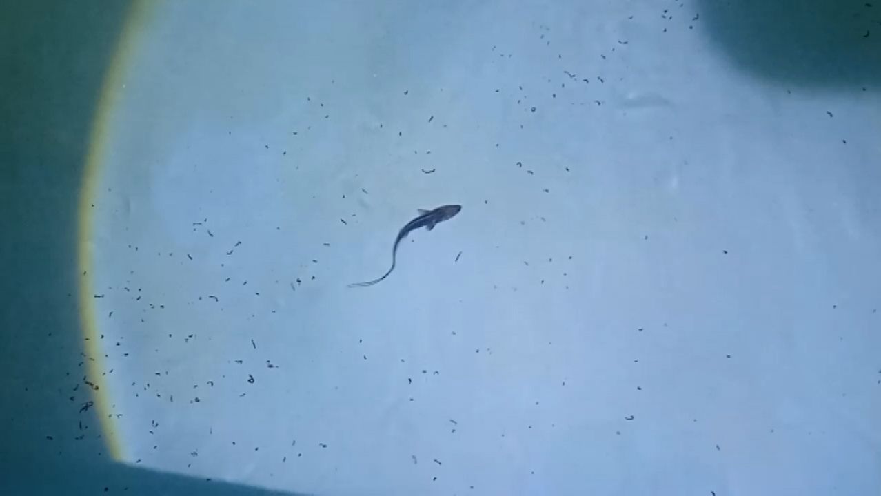 Amu Darya Shovelnose (P. Kaufmanni). The 1st Gen In Aquaculture. Nukus, Uzbekistan 06.08.2026 - 1