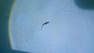 Amu Darya shovelnose (P. kaufmanni). The 1st gen in aquaculture. Nukus, Uzbekistan 06.08.2026 - 1