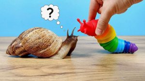 Что если улитка увидит новый антистресс? Слизняк Путешественник!