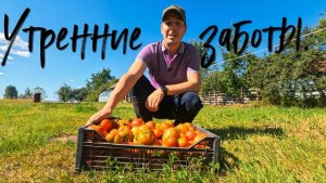 Утренние заботы.