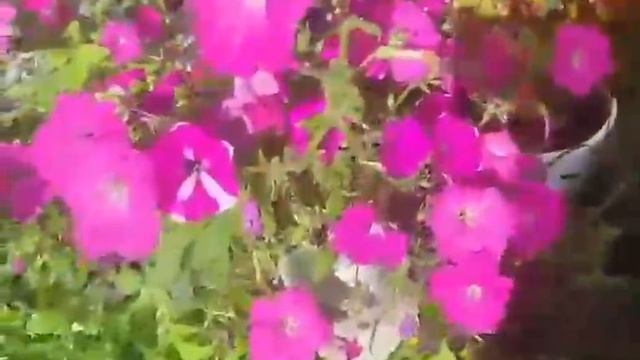 Мой сад и курицы подружки🌸
