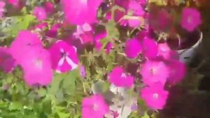 Мой сад и курицы подружки🌸
