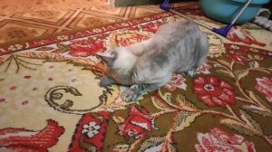 котики кошки