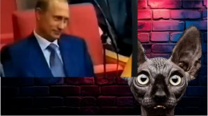 «Яблоко» сняли, Зеленского надели, всё хорошо / Кот Костян