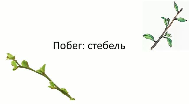 Побег и стебель