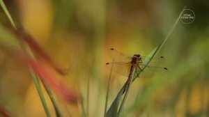 Валентина 
Байкал 
Авторская песня