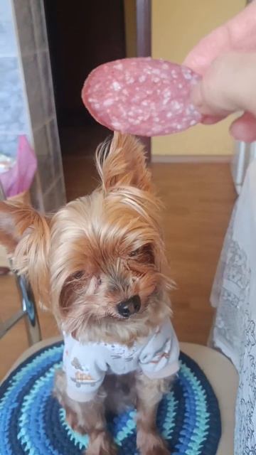 Не мидийная личность. Рики 🐶 отказался даже от любимой 😍колбасы. 😉