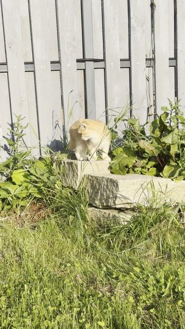 Garden Cat | Кот в саду
