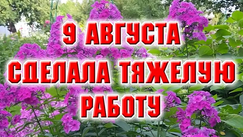 9 августа. Расчистила забытый угол. Немного гортензий в видео