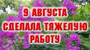 9 августа. Расчистила забытый угол. Немного гортензий в видео