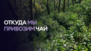 ОТКУДА МЫ ПРИВОЗИМ ЧАЙ?