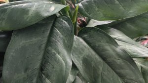 Аглаонемы +Диффенбахии. Излишки +посадки 🌿🍀🌿🍀