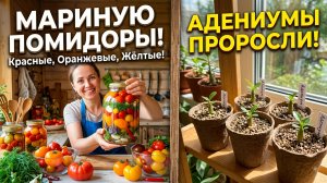 Будни: мариную помидорчики, варю компот. Смотрим как развиваются адениумы