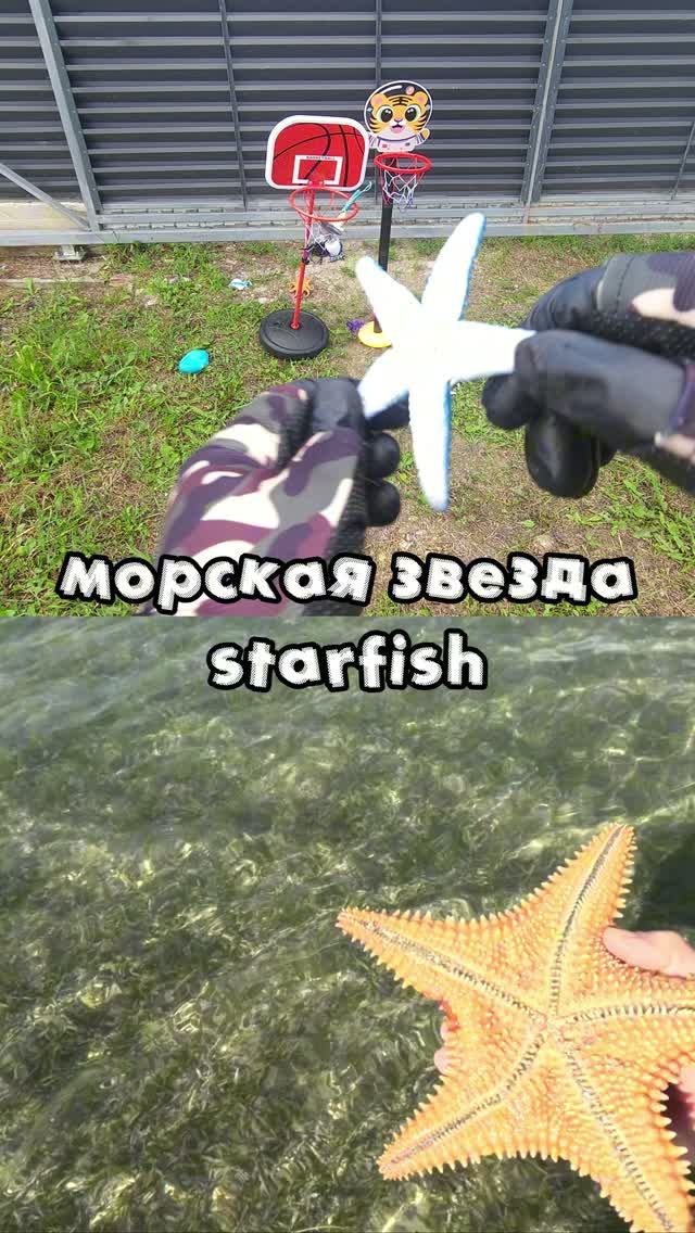 Крутые игрушки морских обитателей для детей | Учим названия животных: акула молот дельфин осьминог