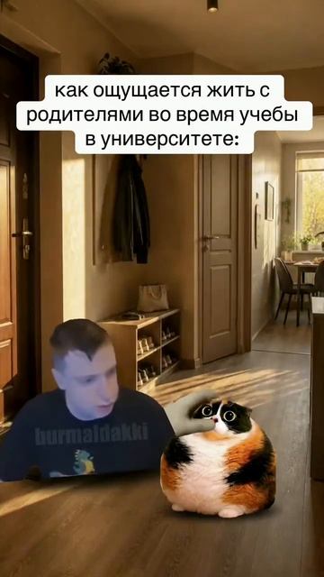 Котость