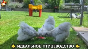 Идеальное птицеводство достойно восхищения 🐓🦆🦢🦚🦃🐔 эпизод (536)