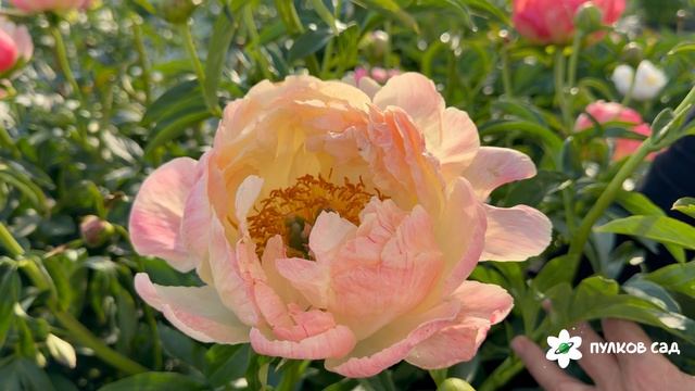 Pink Hawaiian Coral Peony. Пинк Хавайен Корал пион. Пулков сад (2026 г.)