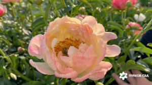 Pink Hawaiian Coral peony. Пинк Хавайен Корал пион. Пулков сад (2026 г.)