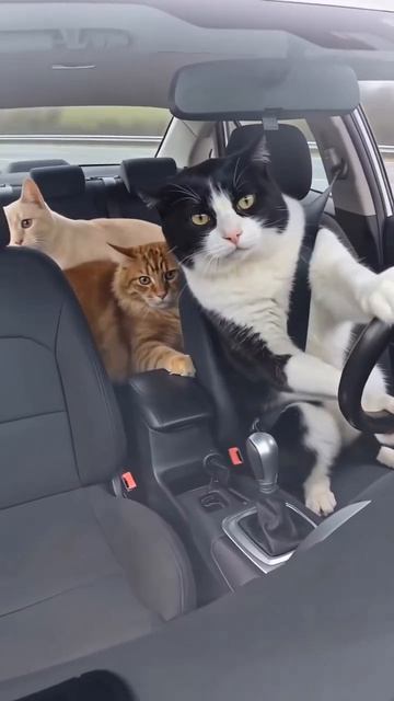 котя рейсер