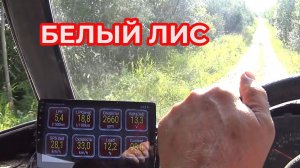 Белый Лис. Балдеем 😁