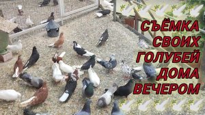 🕊️🕊️🕊️ Съёмка своих голубей дома вечером. Николаевские голуби в Каменоломни.