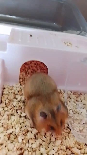 ИРИСКА 🧡🐚🐹