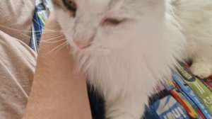 КОТ ВАСЬКА💋💯💥💕