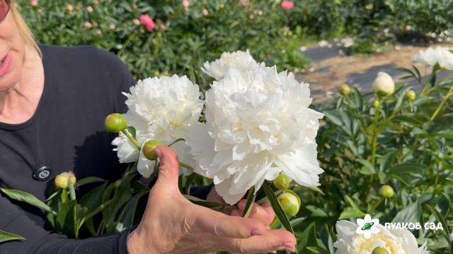 Madame Claude Tain Peony. Мадам Клод Тейн пион. Пулков сад (2026 г.)