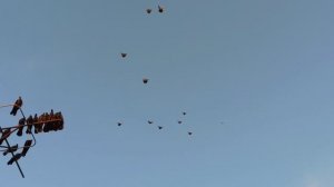Безкружные голуби.