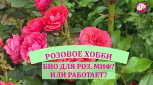 РОЗЫ В АВГУСТЕ И БИОПРЕПАРАТЫ. МИФ? ИЛИ РАБОТАЮТ?