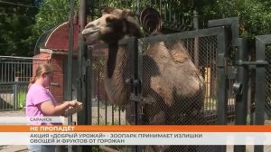 Акция «Добрый урожай» - зоопарк принимает излишки овощей и фруктов от горожан